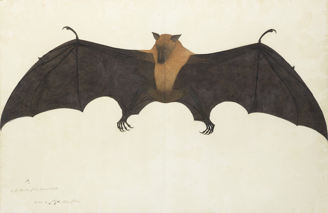 Bhawani Das, A Great Indian Fruit Bat, Courtesy Private Collection