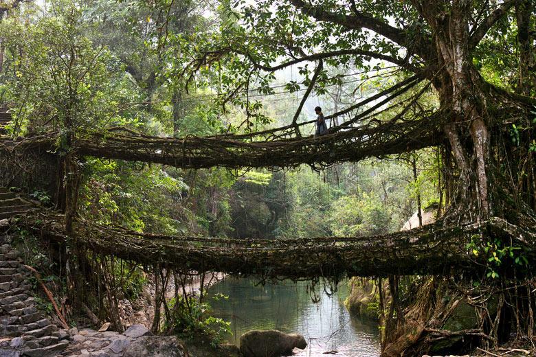 The Living Tree | Courtesy amazingandweird,com The Living Tree | Courtesy amazingandweird,com