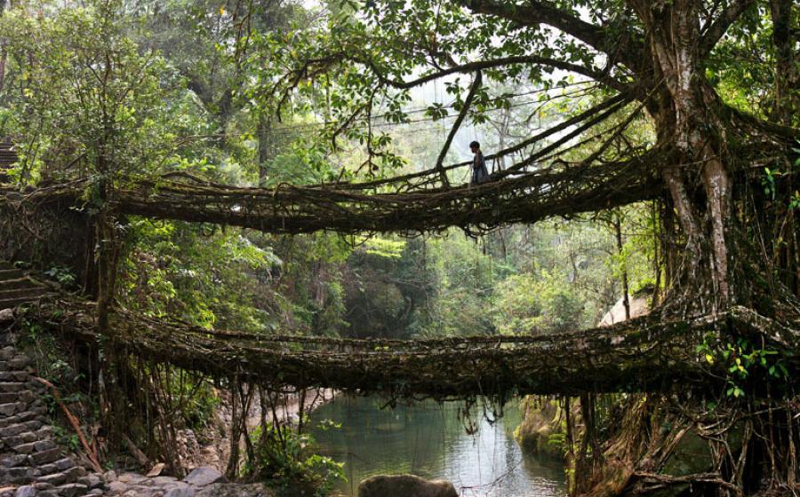 The Living Tree | Courtesy amazingandweird,com The Living Tree | Courtesy amazingandweird,com